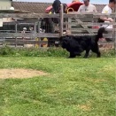 久しぶりのドッグラン