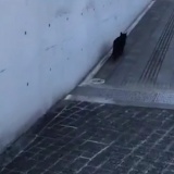 【悲報】美術館に侵入したネッコ、また締め出される
