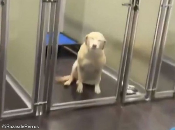 喜びを顔で表現するタイプの犬が…愛するご主人様と久しぶりの再会