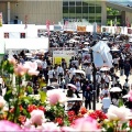 今回は、5/17(日)に「第59回〝福山ばら祭2026〟」行きのGONsanでした(^.-)☆(06)