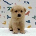 新しいわんちゃんの紹介です🐶