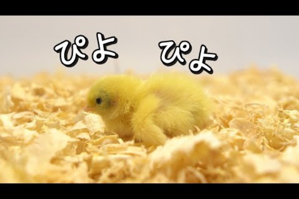 誰にでも懐く 姫うずらの育て方大図鑑 ヒナ