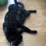 涼しいリビングを満喫するスミちゃん