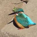 カワセミ＆キジバトを撮る🪿🦜（多々良沼公園孫兵衛川）