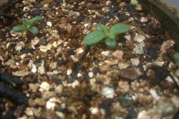 Vegetable日記 ローズマリー