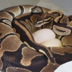 Santeria [Ball Python & Geckos]