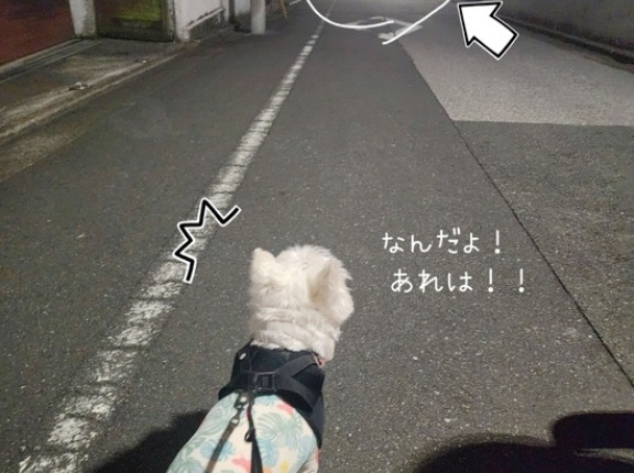 おれの散歩道に異変が起きました。