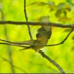 LuckyBookの野鳥不定期日記３＜備忘録＞