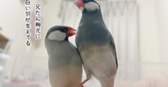 兄たんって…