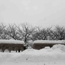 雪は白く、人の暮らしはたくましい