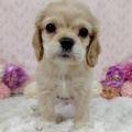今週入舎のわんちゃん🐶🐾ねこちゃん🐱🐾