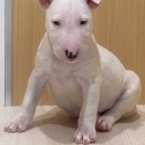 仔犬紹介