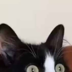 【珍しい】 ネコの柄は色々ある。茶トラや三毛猫、ハチワレなど → こちらの猫はこんなんです…