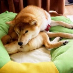 風太通信～柴犬風太の日記帳