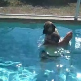 【動画】プールが怖くて飼い主にしがみつくイヌが話題に
