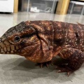 今月のサービスデーは特大サービスやで～