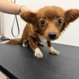 『べあちゃんのトリミングのようす』の画像