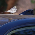 野鳥は可愛い♪ ２
