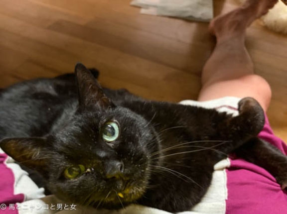 さよなら　ポン