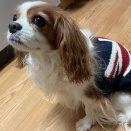 【犬】軟便の原因がわかりました