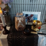 白うさぎレオちゃん