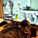 AIの猫動画を見るかよちゃん♪