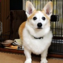 おちりカット！