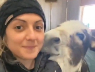 キスが大好きな赤ちゃんロバが…飼い主の女性におねだりする
