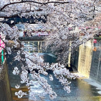 満開の桜 目黒川をお花見散策