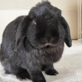 それがいい。