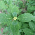 紫陽花の蕾