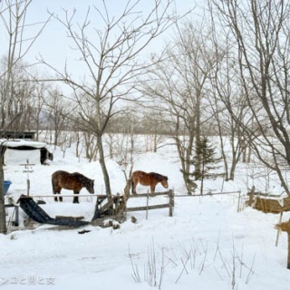 馬とニャンコと男と女