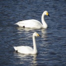 白井市七次川調整池の冬鳥観察記