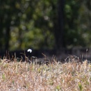 実らず！　ベニシジミ　他
