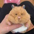 はむ。