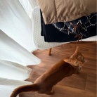 朝一番の猫たち