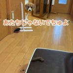 ガオだらけな日々　