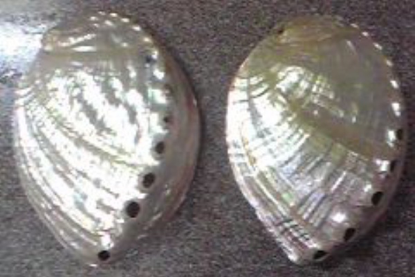 磨きアワビ 目指せ：磨きアワビへの道～第五段階～ひたすらシコれ！～ : 一期一会