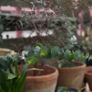 小さな野望〜！          クリンソウ販売