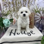 ペットショップ ワンラブ カインズ前橋小島田店スタッフブログ