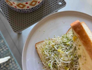 【ご飯日記】プランターがジャングル・肉ゴロゴロミートソース・猫様と箱