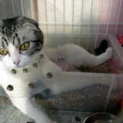 短い猫生だったナナの命日は25枚の写真で