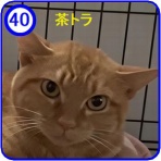 魚沼アニマルサポート・毎日里親募集中