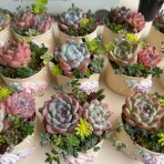 のばらのガーデニングブログ　Hana and Rose Garden+