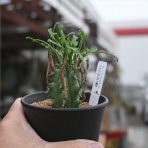 多肉屋　たなか