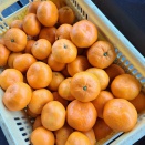 生口島より、大津4号到着