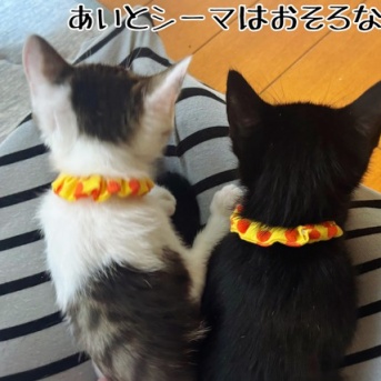 子猫に首輪を…
