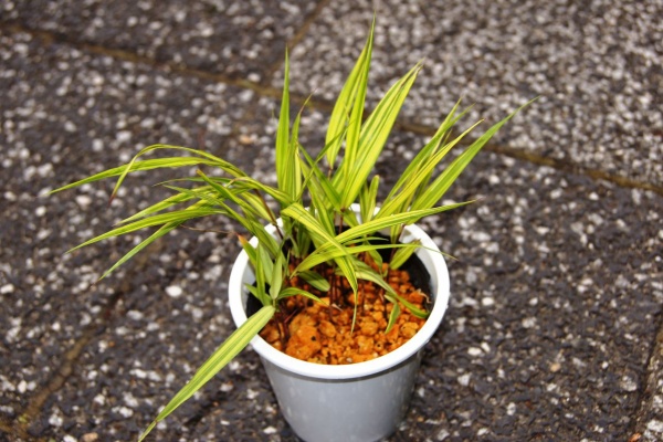 花重 京都 hanajyu - フウチソウ販売店