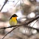 美しき野鳥…キビタキ