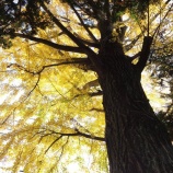 『下北沢森厳寺のイチョウ』の画像
